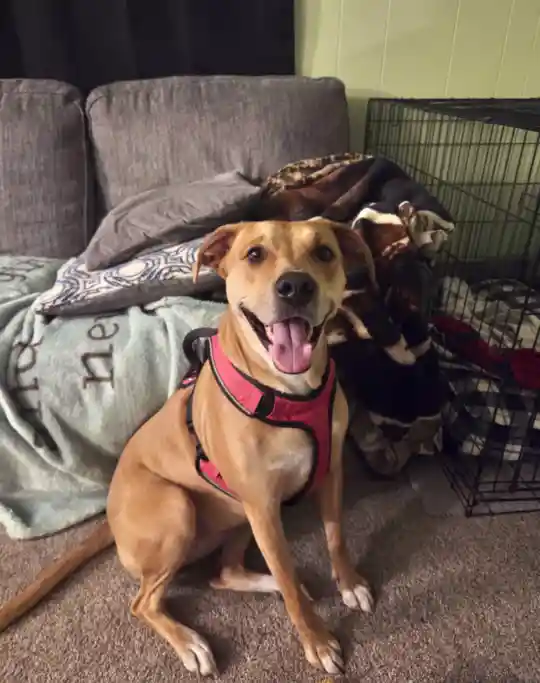 PH Reference Dog 500w25